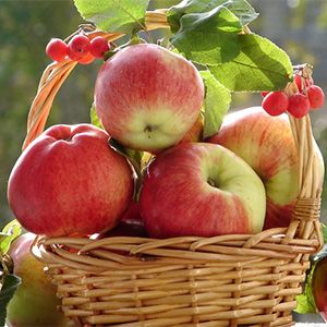 Праздник «Волшебное яблочко»